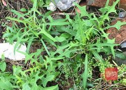 蒲公英饼的做法图解1