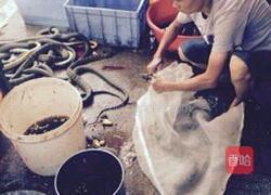 口味蛇的做法图解1