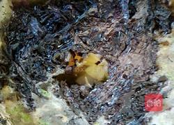 家常紫菜蛋花汤的做法图解5