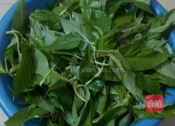 炒麻叶的做法图解1