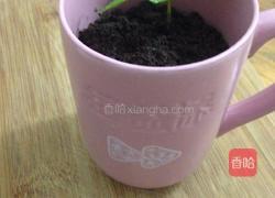 酸奶盆栽的做法图解6