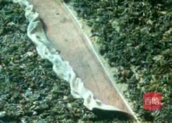 陕西滋卷的做法图解2