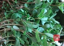 马齿笕鸡蛋煎饼的做法图解1