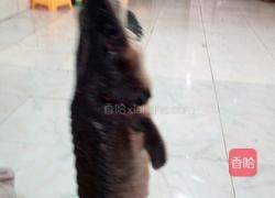 宫爆鲟魚丁的做法图解1