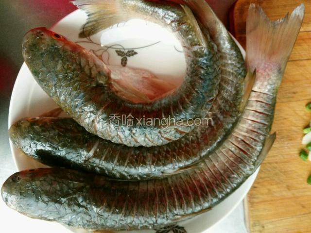 将梭鱼去内脏，鳃，鱼鳞，冲洗干净，两面改刀，切密点，备用