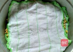 自发黄豆芽的做法图解3