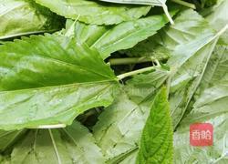 凉拌麻叶的做法图解1