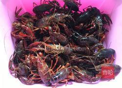 麻辣十三香龙虾的做法图解1