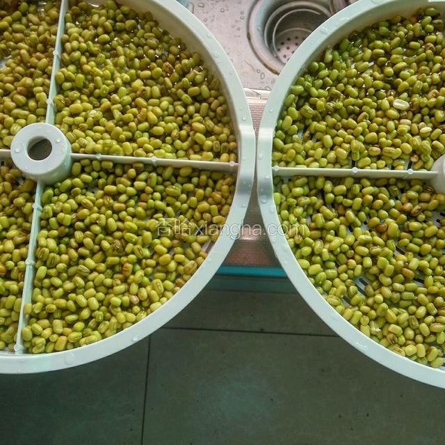 绿豆浸泡6小时左右，出了小芽后倒入豆芽机豆盘上