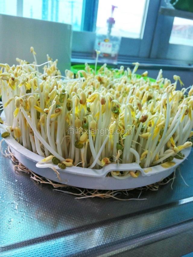 三天发成豆芽