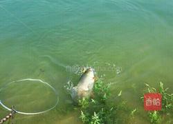 酸汤鱼的做法图解1