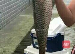 酸汤鱼的做法图解2