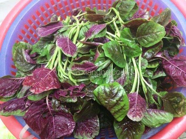 红苋菜拣净去头。