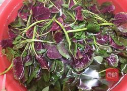 蒜香苋菜的做法图解3