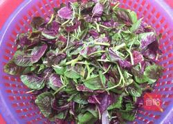 蒜香苋菜的做法图解4