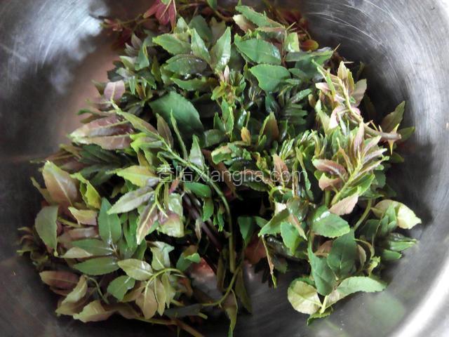 采回来的花椒芽洗干净