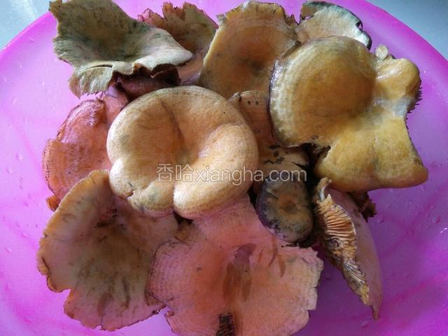 枞树菌洗净备用（洗完可以把菌子撕成俩瓣）