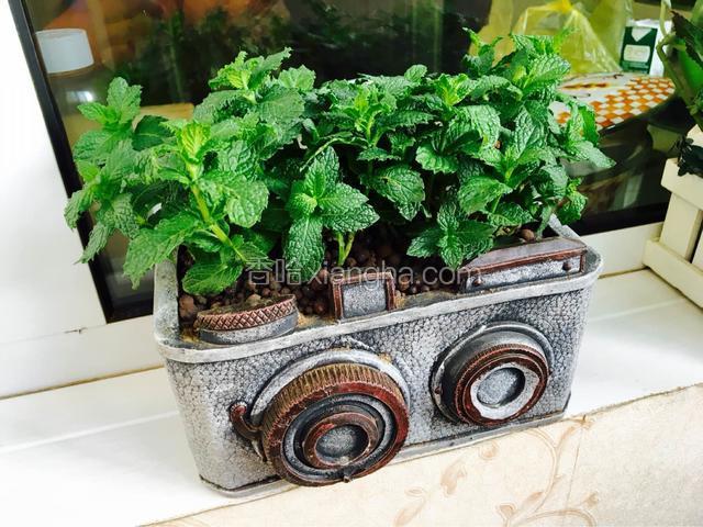 薄荷，自己种的！香气扑鼻