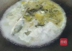 老坛酸菜片片鱼的做法图解12