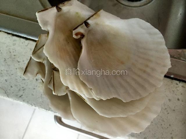 扇贝肉和壳分离，用牙刷正反刷干净。粉丝泡水。