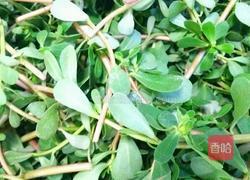 凉拌马齿苋的做法图解1