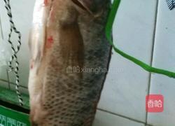 罗非鱼汤的做法图解1