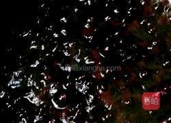蓝莓酱的做法图解4