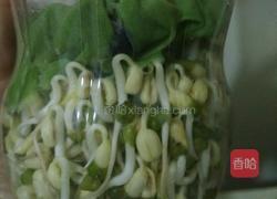 自制豆芽的做法图解8