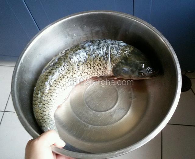 把草鱼清洗干净,去鱼鳃和鱼线,尤其是鱼肚子内侧的黑皮要去干净。