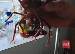麻辣小龙虾的做法图解2