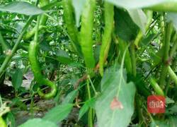 香辣乔巴菌的做法图解2