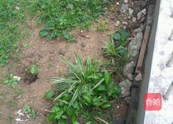 土豆丝的做法图解2