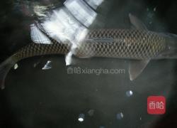 清蒸野鲮的做法图解1