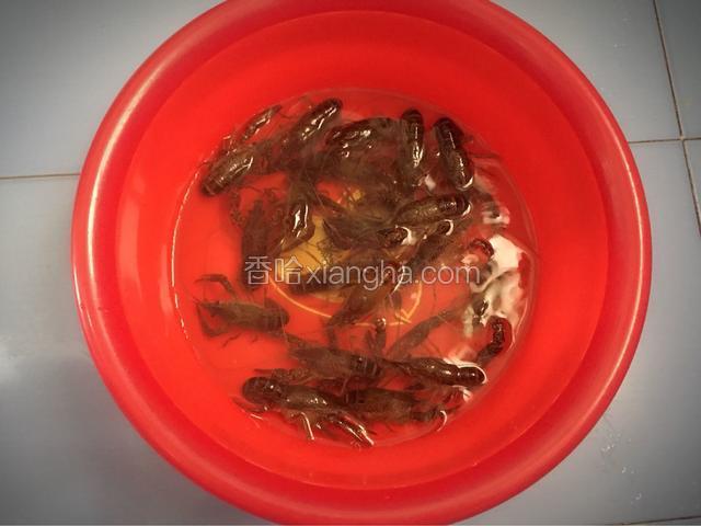 龙虾买回来，倒入清水盆里浸泡3个小时