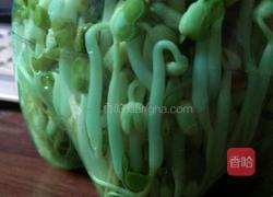 自发绿豆芽的做法图解5