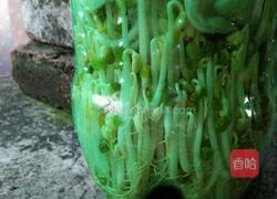 自发绿豆芽的做法图解6