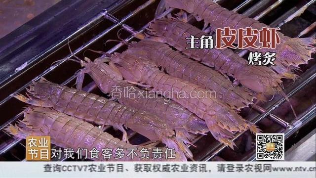 皮皮虾直接上烤架，通过烤制使皮皮虾快速成熟。