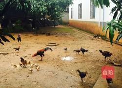 柴火土鸡的做法图解8