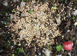 梅干菜烧饼的做法图解7