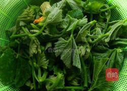 清炒南瓜苗的做法图解3