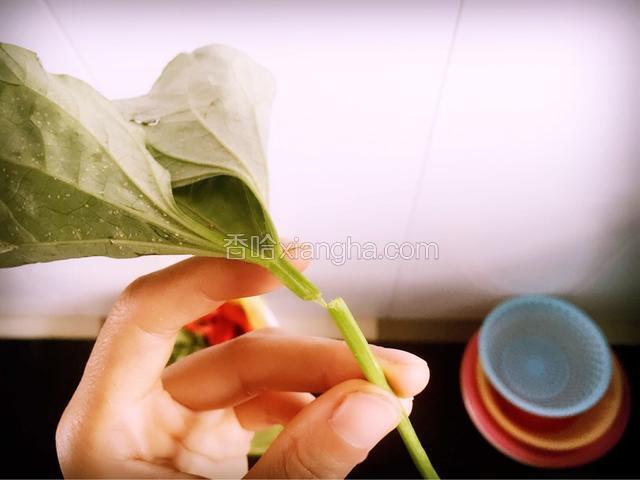 新鲜的红薯梗子，沿着叶子下端轻轻折断，并撕掉外面的表皮