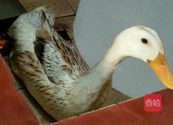 老鸭汤的做法图解1