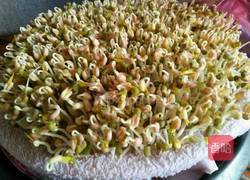 自己种的绿豆牙菜的做法图解6