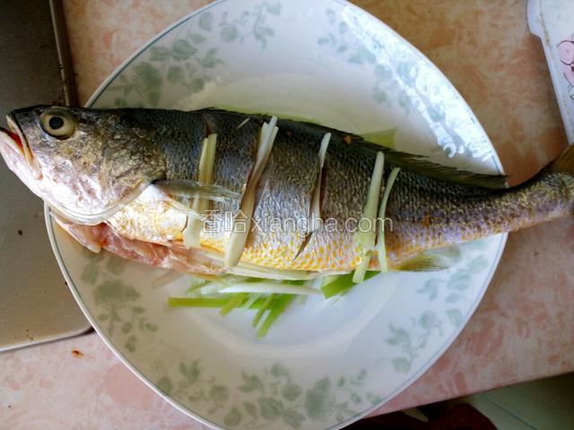 再盘底铺好葱丝和姜片，黄花鱼身上的小口里塞入葱丝