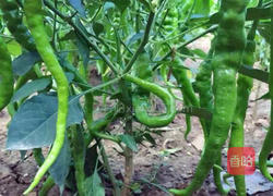 茄汁面的做法图解2