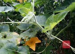 拌南瓜尖的做法图解1