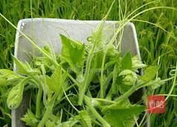 拌南瓜尖的做法图解2