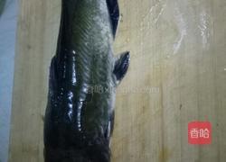 番茄鮰鱼汤的做法图解1