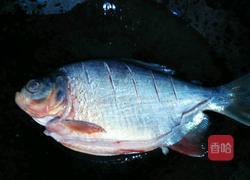 香煎红鲳鱼的做法图解3