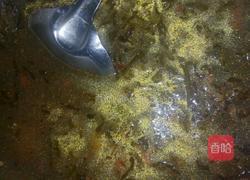 川味酸菜鱼的做法图解9